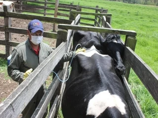 Entre 29 de octubre y el 12 de diciembre se llevará a cabo el segundo ciclo de vacunación contra la fiebre aftosa y la brucelosis bovina, en todo el territorio nacional. 