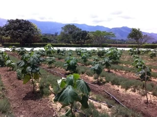 Esta especie es originaria de la China, es un árbol que puede alcanzar 20 metros de altura y tiene una copa muy amplia y está siendo cultivada en el departamento del Meta.