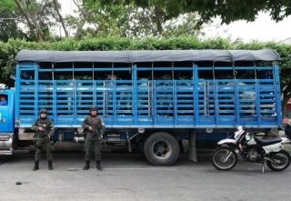Quinces semovientes que presentaron inconsistencias en las guías de movilización en el municipio de Tame.