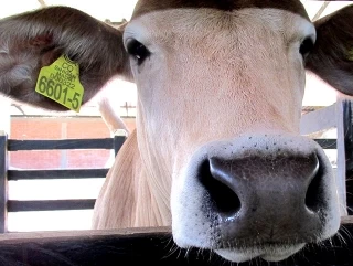 A través del aplicativo SIGMA y desde el lugar donde se encuentre, el usuario puede hacer la solicitud e imprimir la GSMI hasta con 30 días de anticipación a la  movilización de los animales. 