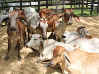 Del 13 de mayo al 26 de junio se realizará el primer ciclo de vacunación contra la fiebre aftosa en Colombia. Durante el ciclo también se adelantará la vacunación contra la brucelosis bovina y la rabia de origen silvestre.