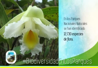 Flora en Colombia