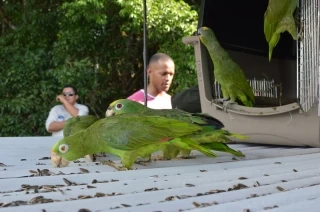 Liberación de 211 ejemplares de fauna silvestre en San Luis de Palenque en Casanare.