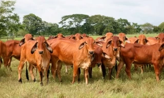 La gerente general del ICA, se reunió con los ganaderos de Arauca y Casanare para atender las inquietudes de los productores pecuarios en cuanto a la prestación del servicio en la región.