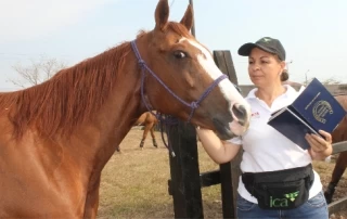 El censo bovino del departamento del Meta es de 2 millones 100 mil animales en cerca de 19.000 predios ganaderos registrados ante el ICA.