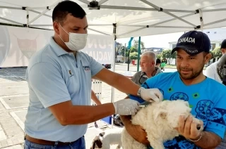 Durante dos días continuos, la Secretaría de Salud Municipal de Yopal, logró vacunar un total de 392 mascotas.