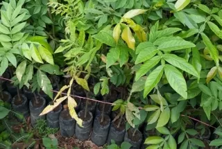 Mil árboles se sembrarán en el Día Forestal Mundial el 21 de marzo en Arauca.