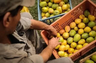 Gobernación invita a los agricultores del Meta a participar de la convocatoria Alianzas Productiva.