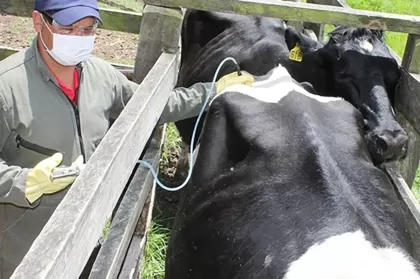El ICA amplía ciclo de vacunación contra la fiebre aftosa y la brucelosis bovina
