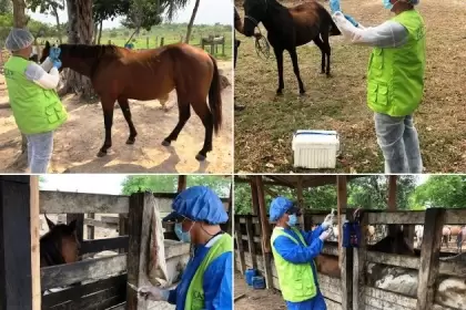 La única manera de prevenir la Encefalitis Equina Venezolana, EEV, es vacunando los animales.  