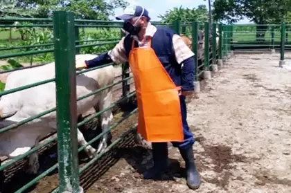 De acuerdo con el séptimo avance estadístico de Fedegan-FNG e ICA, el primer lugar de ejecución lo registra el departamento del Quindío, seguido del Huila, Caldas, Casanare y Guaviare.
