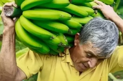 Hasta el 22 de julio productores podrán inscribirse para acceder al incentivo de comercialización.
