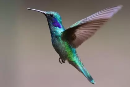 Los colibríes ven colores de una luz ultravioleta invisible para el ojo humano