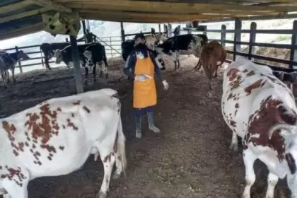 Segundo ciclo de vacunación contra la fiebre aftosa y la brucelosis bovina inicia en noviembre.