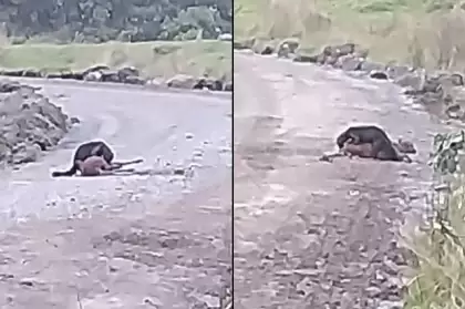 Registrado ataque de una taira a un venado soche en el Parque Nacional Natural Chingaza