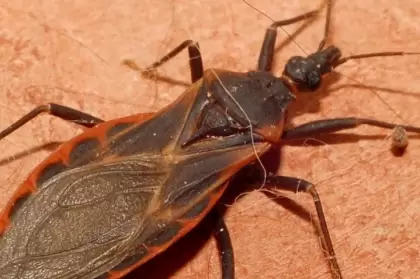 En el año 2020, Yopal registró 37 casos de Chagas, y en el transcurso del 2021, se han notificado cinco casos de esta enfermedad.