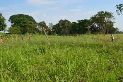 Indígenas buscan que le reconozcan sus derechos territoriales sobre 1.800 hectáreas, ubicadas en el municipio de Tame .