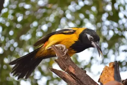 En Arauca se pueden encontrar más de 800 especies y en un recorrido de cuatro horas se pueden avistar hasta 100 diferentes tipos de aves