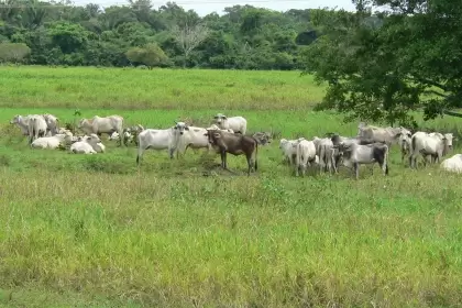 Del 1 al 15 de junio del 2021 se podran inscribir en la Secretaria de Agricultura.