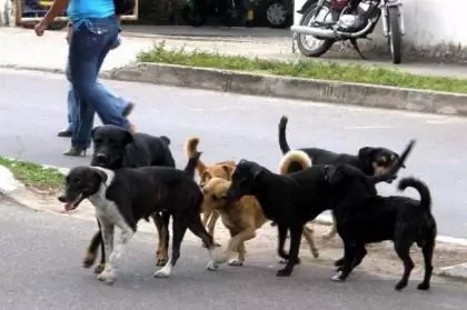 La otra semana iniciará contrato para alimentar a animales en condición de calle. Felinos y bovinos, también se verán beneficiados