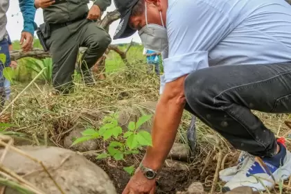 El impacto ambiental se logra mediante una estrategia que lidera Corporinoquia en articulación con Ecopetrol.