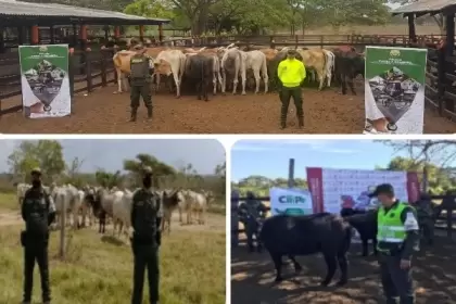 El ICA participó en investigación para dar con contrabandistas de ganado en Arauca y Casanare