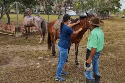 Retornan las jornadas de vacunación de equinos en zonas rurales