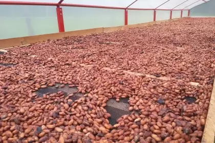 Las marquesinas se compone de un cajón para la fermentación del cacao, una caseta para proteger la producción y el proceso de secado.