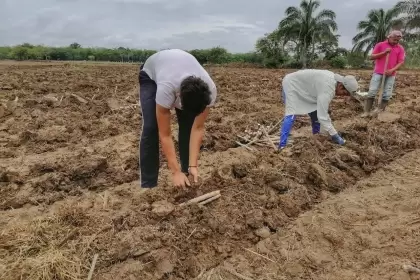Campo: En Clarinetero tiene un vivero con 36.000 estolones de caña de azúcar para el desarrollo del campo