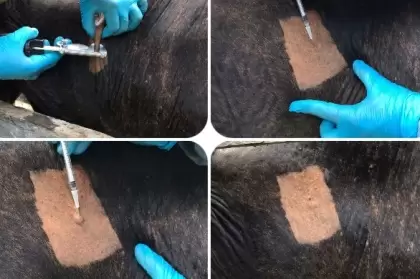 Arauca avanza en la prevención, control y erradicación de la tuberculosis bovina