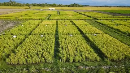 El proyecto busca aumentar el rendimiento productivo de los cultivos de arroz.