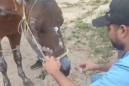 La yegua sobreviviente recibió tratamiento para las quemaduras sufridas.