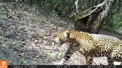 El jaguar es una especie que habita en los bosques de galería. Foto: Fundación Palmarito y Fundación Cunaguaro.