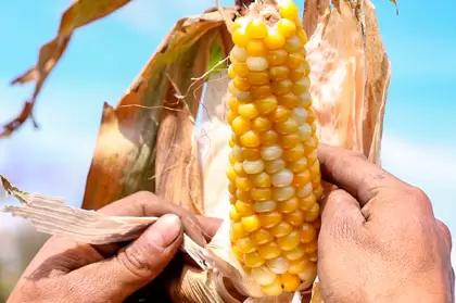 Meta trabaja en la conformación de la cadena del maíz y la soya
