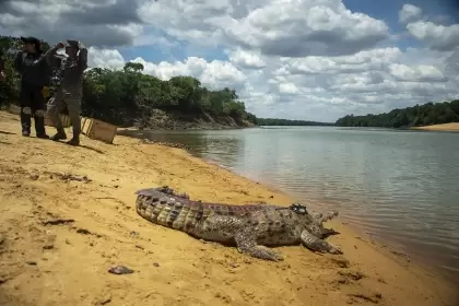 Hace un mes se reintrodujeron 14 cocodrilos del Orinoco en el río Tomo del Parque Nacional Natural El Tuparro (Vichada). Foto: UNAL.