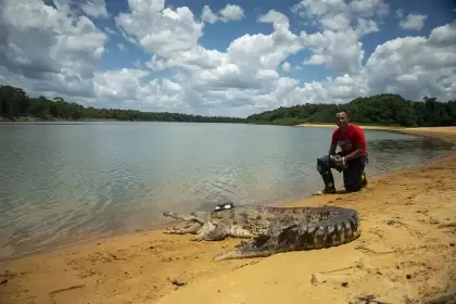 Liberación de cocodrilos del Orinoco en Vichada se basa en la diversidad genética
