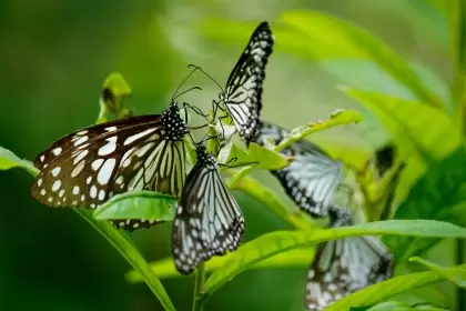 Descubre el Mágico Mundo de las Mariposas. Foto: Nandhu Kumar.