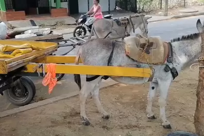 El oficio de 'carromuleros' en Arauca da paso a 47 proyectos productivos tras más de una década de espera.
