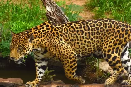 Con la firma del Pacto por la protección del jaguar se fortalece el trabajo interinstitucional por esta especie e inicia la actualización del Programa Nacional para la Conservación de los Felinos en Colombia.