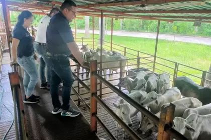 Gobierno de Arauca Refuerza Control y Vigilancia en Pago de Impuesto al Degüello de Ganado Mayor