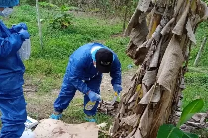 El ICA realiza acciones de vigilancia en cultivos de plátano y banano en Arauca