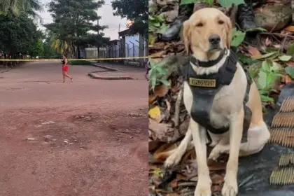 Heroico canino antiexplosivos sacrifica su vida para prevenir tragedia en Puerto Rico, Meta