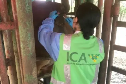 ICA Refuerza Medidas Sanitarias: Realiza Pruebas de Tuberculina a Animales Movilizados desde Arauca