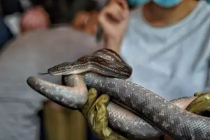 Cormacarena emite recomendaciones para prevenir mordeduras de serpientes en Villavicencio