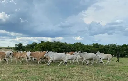 Ejército recupera 200 cabezas de ganado robadas en operación contra el abigeato en Cravo Norte, Arauca