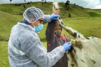 El laboratorio veterinario del ICA continúa con el diagnóstico de brucelosis bovina y anemia infecciosa equina en Arauca