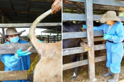 ICA realiza jornada de toma de muestras en Arauquita para controlar brucelosis bovina