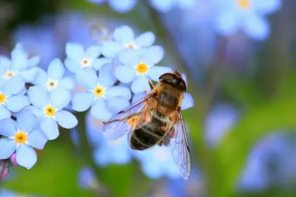 La vital importancia de las abejas para nuestro planeta