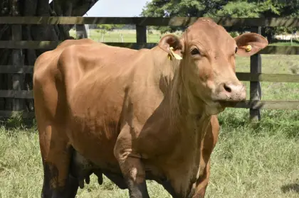 Colombia da inicio al primer ciclo nacional de vacunación contra fiebre aftosa, brucelosis bovina y rabia silvestre