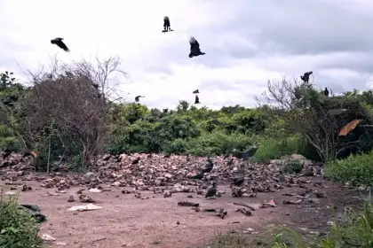 Peligro en el aeropuerto de Arauca: residuos cárnicos atraen fauna y amenazan vuelos